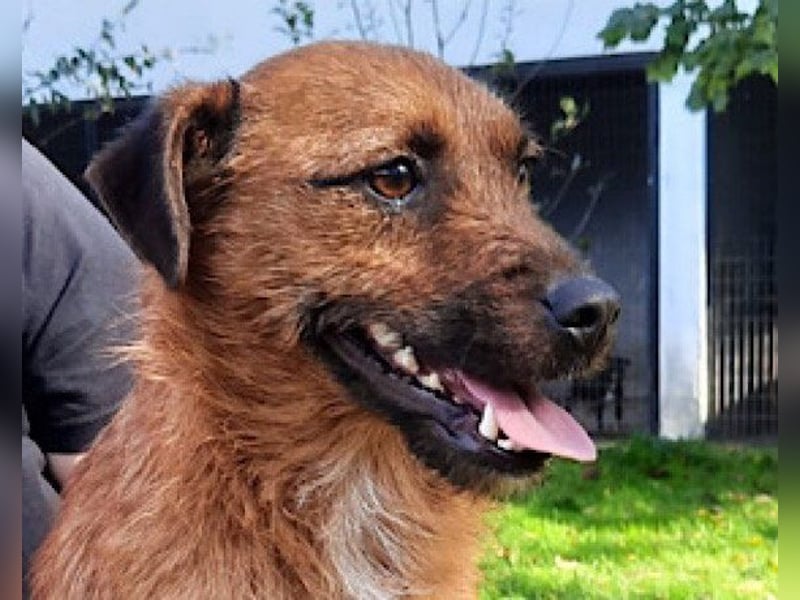 Bentley ❤️ kleiner, verspielter Lausbub!