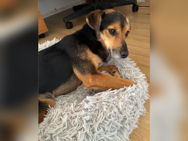 Roby ❤️ aktiver, verschmuster Rollibub Roby ❤️ aktiver, verschmuster Rollibub