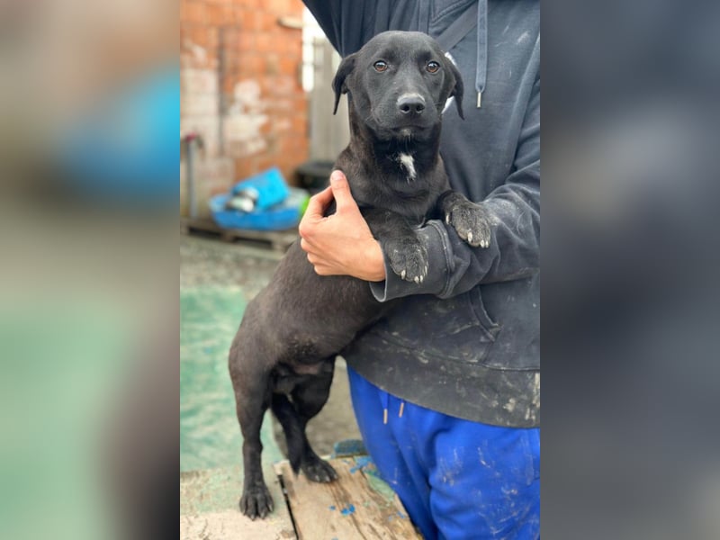 STEFAN❤️entzückender, schüchterner Jungrüde auf Körbchensuche