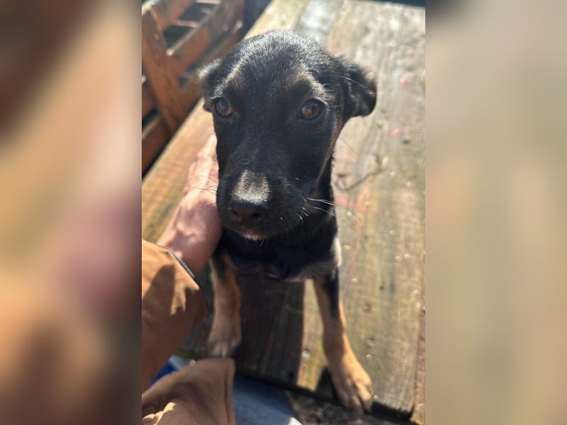 Liebste junge ♥Luna♥ erobert jedes Herz