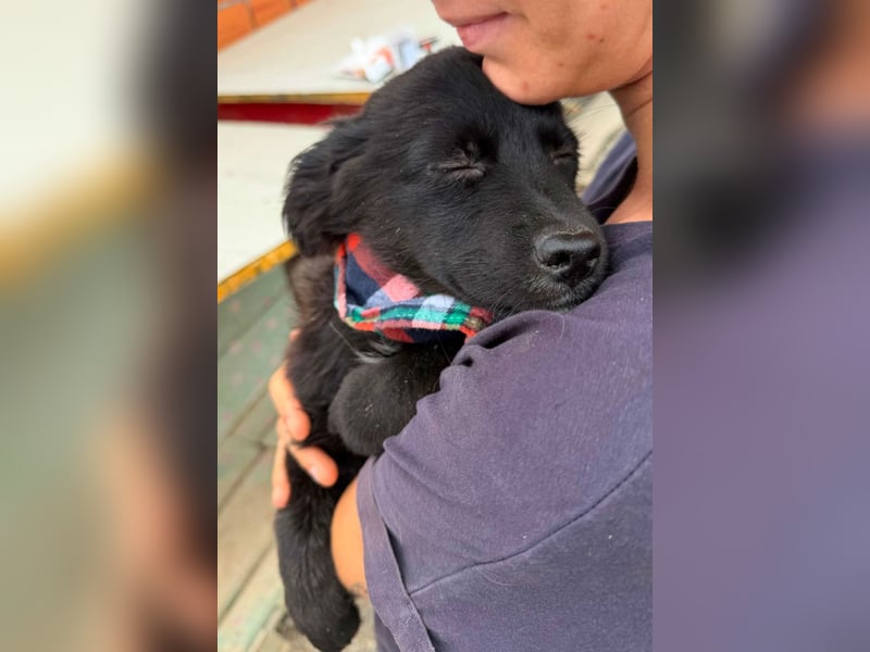 MIRO❤️zuckersüßer Kuschelkönig sucht sein Für-Immer-Körbchen
