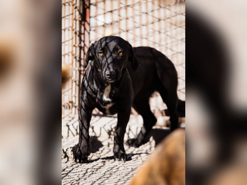 Cassia ♥️ liebe, sensible Fellnase sucht Sicherheit
