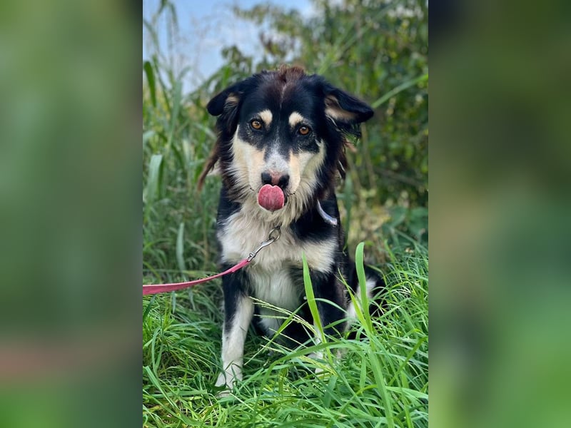Lucy ❤️ offene, neugierige, so liebe Hundedame