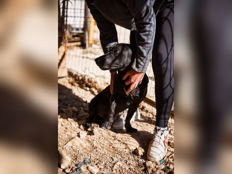 Kajo ❤️ super lieber Bub sucht Zuhause Kajo ❤️ super lieber Bub sucht Zuhause