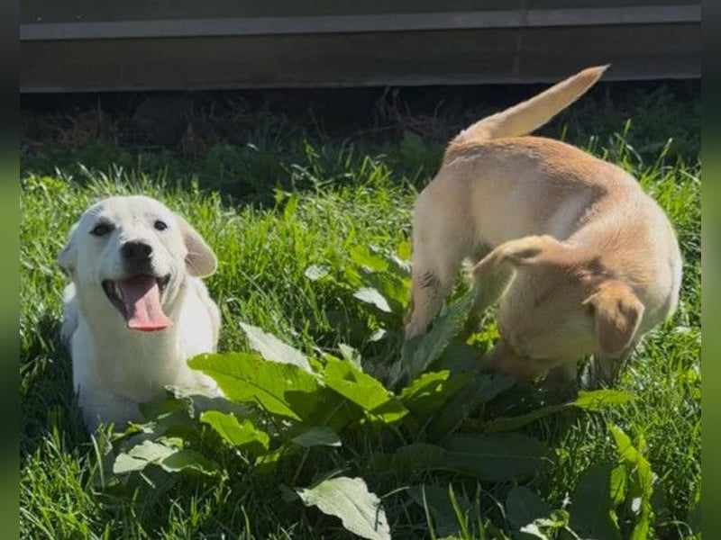 Belle ❤️ süßes, verspieltes Hundemädchen Belle ❤️ süßes, verspieltes Hundemädchen