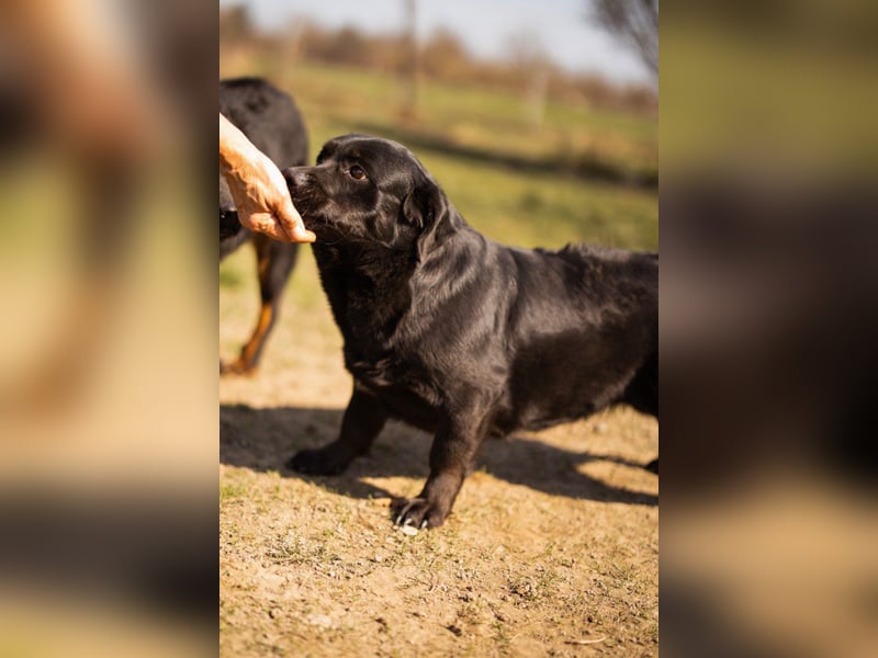 Süße OldLady ♥ Merry ♥ fröhliche, freundliche Hundedame