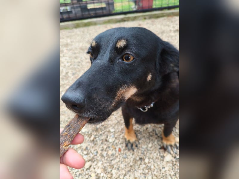 YARINA❤️zarte, entzückende kleine Hundedame: Lieb. Klug. Lernwillig.