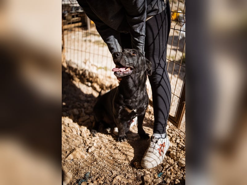 Kajo ❤️ super lieber Bub sucht Zuhause