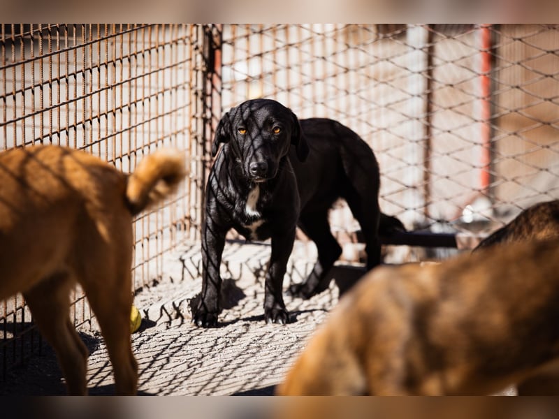 Schmusepfote Cassia ♥️ tolle Familienhündin