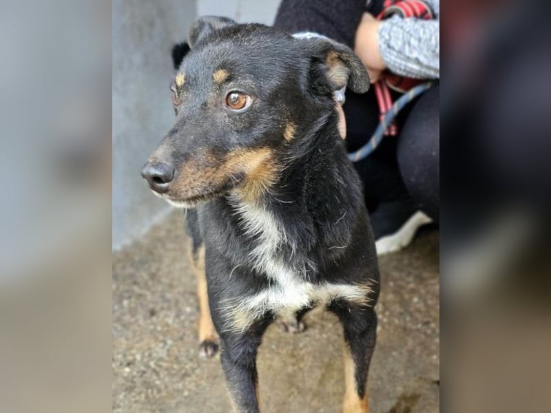 Rio ❤️ freundlicher Herzenshund sucht Familie!