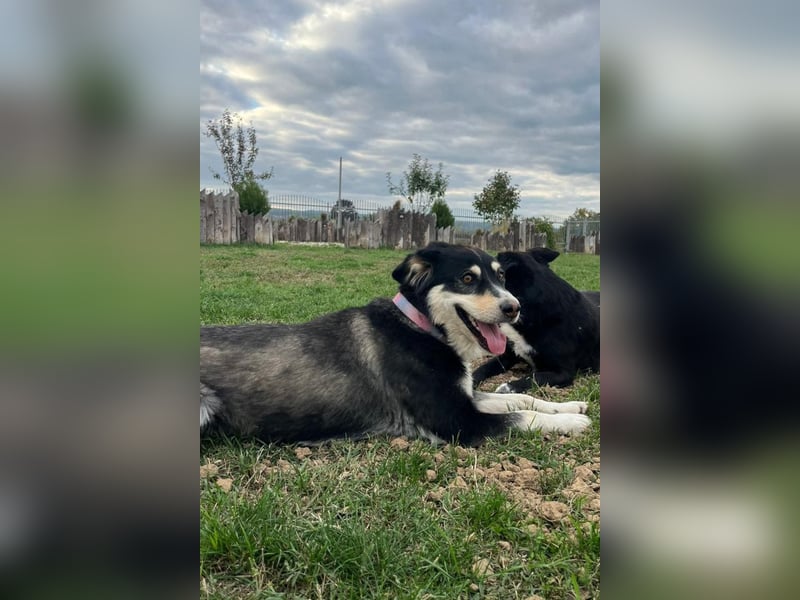 Lucy ❤️ offene, neugierige, so liebe Hundedame