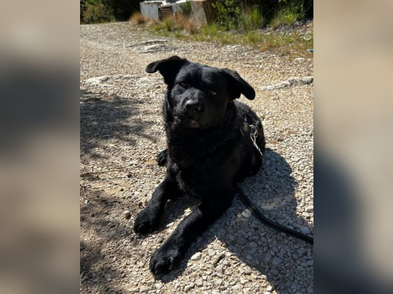 Bruce ❤️ Sanftmütig, loyal, verschmust!