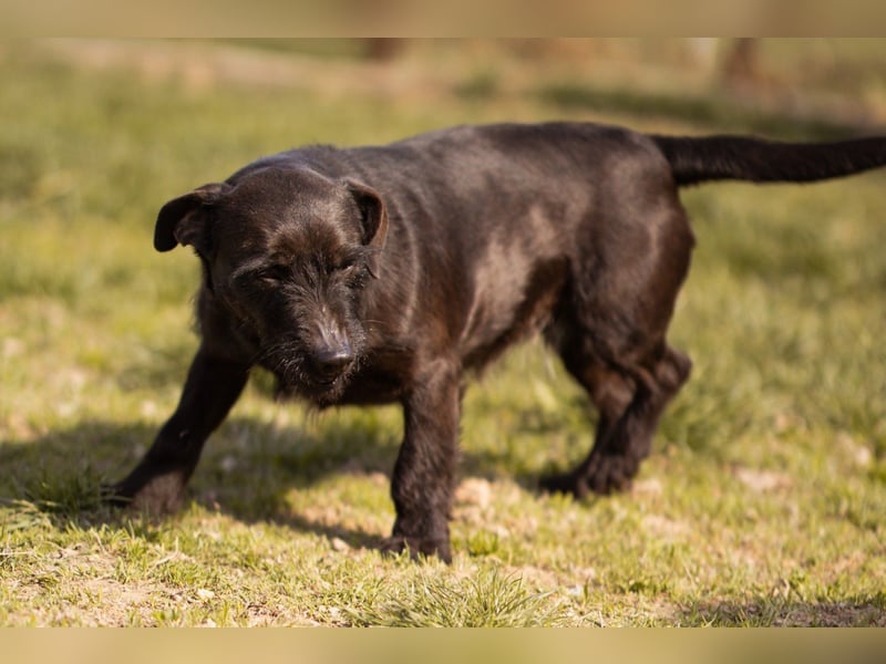 Fröhliche, kleine ♥Greta♥ zart, sozial mit Tempo im Po