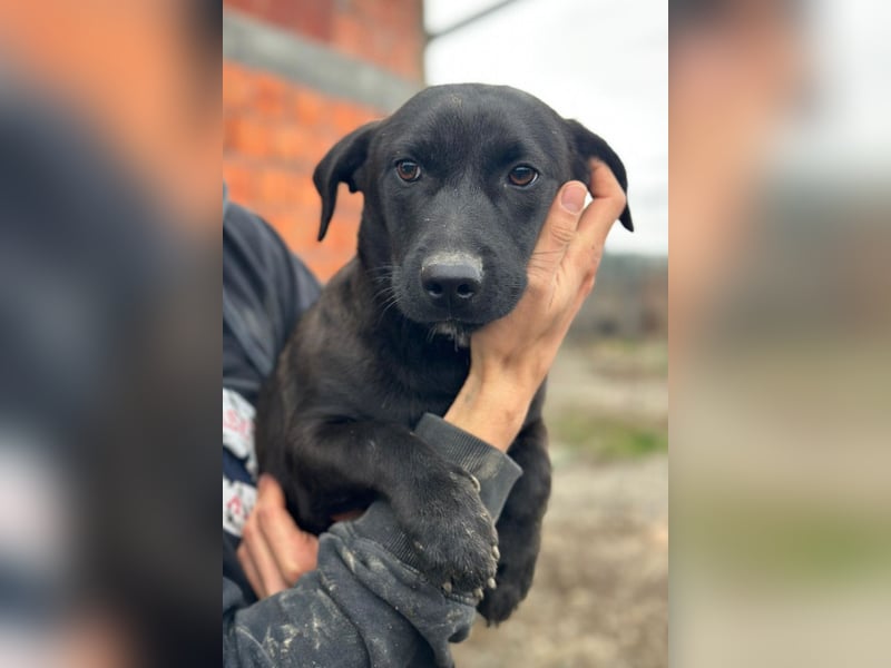 STEFAN❤️entzückender, schüchterner Jungrüde auf Körbchensuche