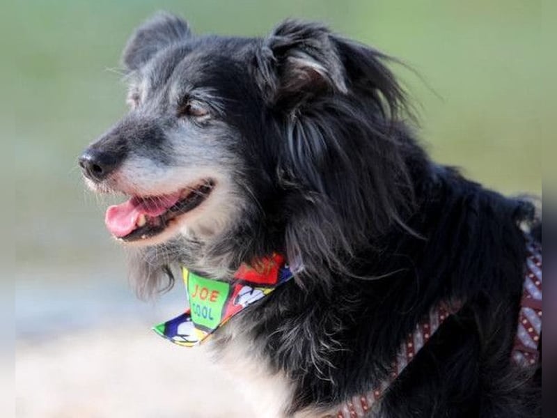 Neno ❤️ vital, neugierig + katzenverträgl.