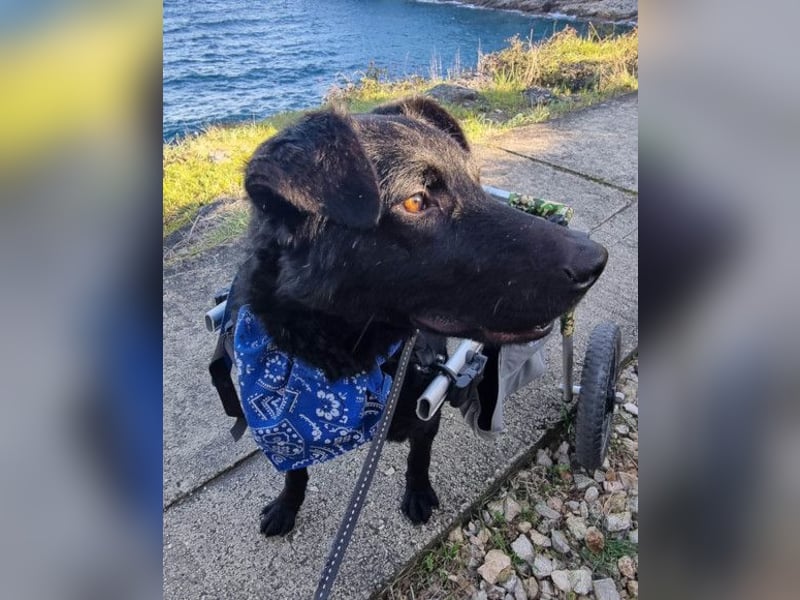 Floyd ❤️ liebenswerter, tapferer Kämpfer Floyd ❤️ liebenswerter, tapferer Kämpfer