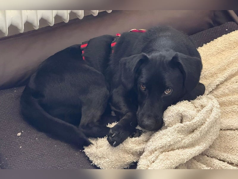 Black-Beauty ♥Sammy♥ wartet bereits in 66583 Spiesen-Elversberg