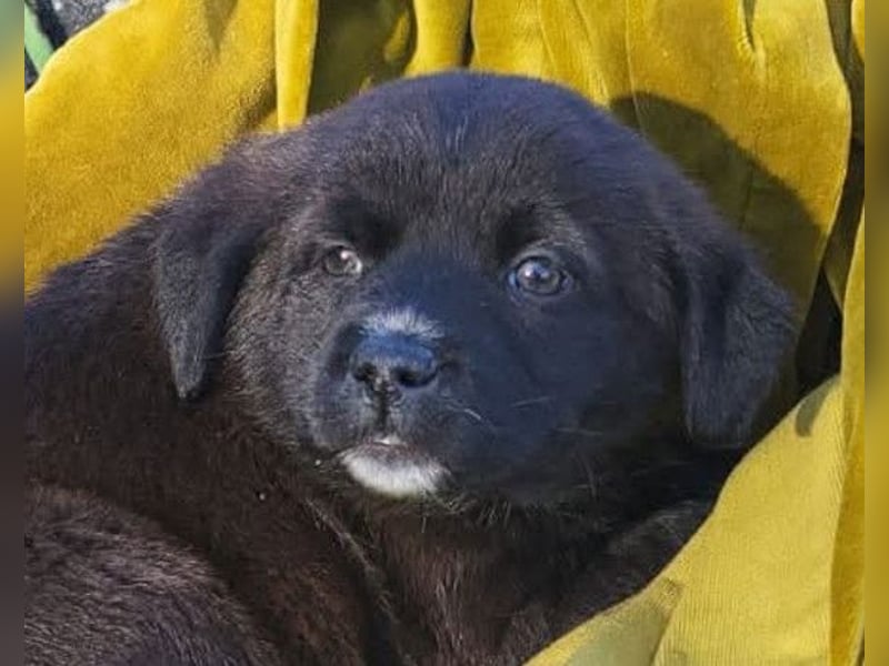 süße LIA❤️kleines Energiebündel sucht ein Für-Immer-Körbchen