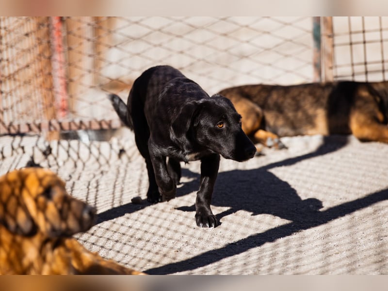 Schmusepfote Cassia ♥️ tolle Familienhündin