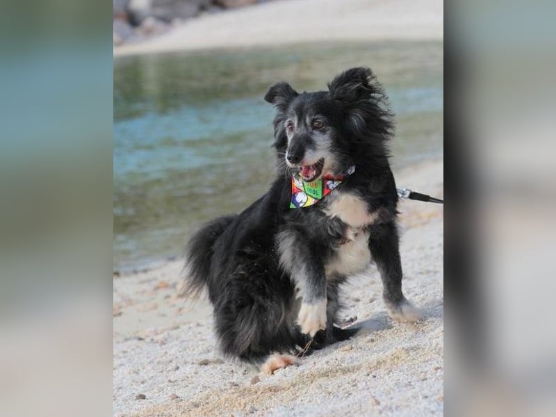 Neno ❤️ vital, neugierig + katzenverträgl.