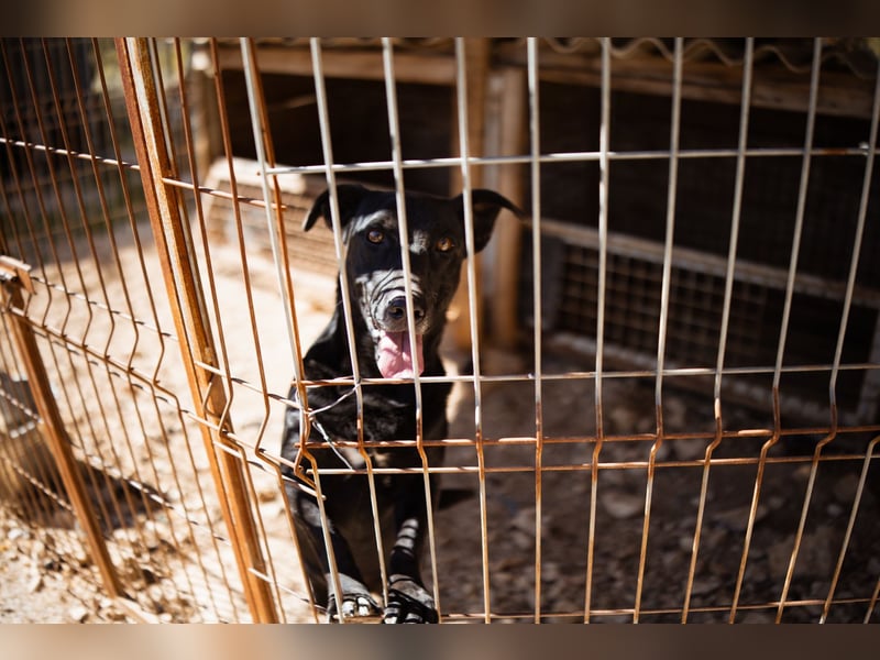 Kajo ❤️ super lieber Bub sucht Zuhause