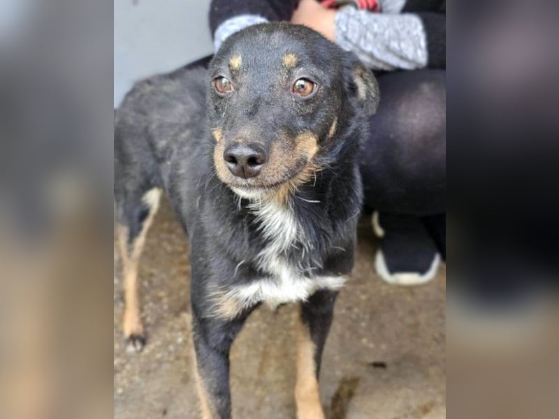 Rio ❤️ freundlicher Herzenshund sucht Familie!