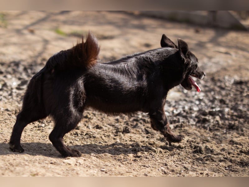 Süßer ♥Pili Mili♥ kleiner Tempo-Lausbub