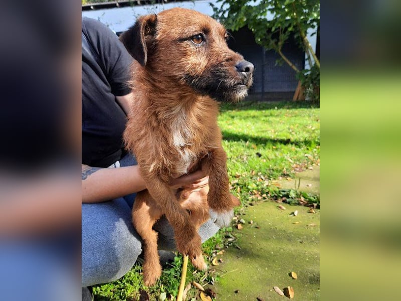 Bentley ❤️ kleiner, verspielter Lausbub!