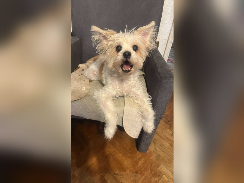 Mily, kleine Seniorin sucht Residenzplätzchen