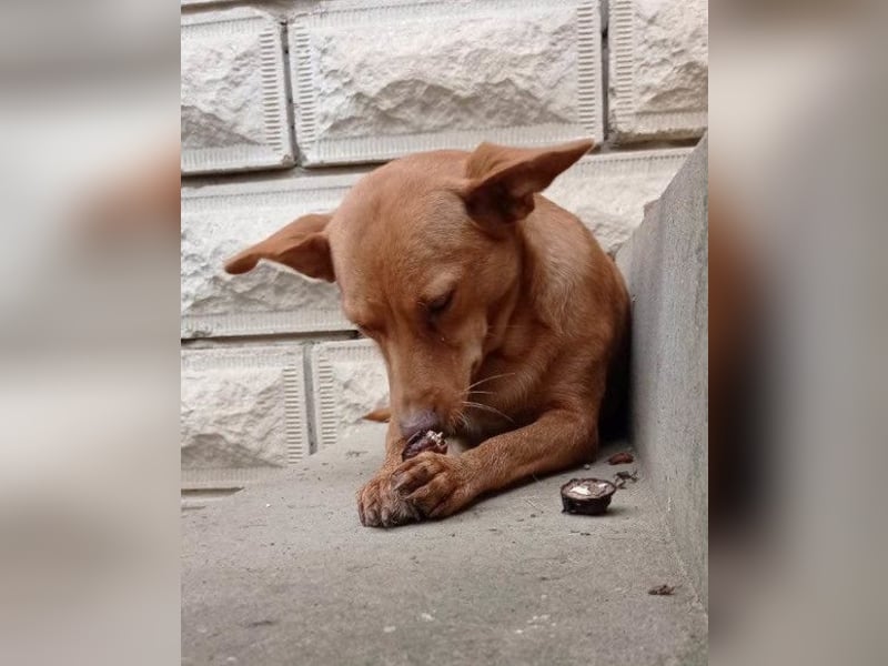 Sanfte SIMBA❤️eine liebevolle Seele - gerettet und bereit fürs Glück!