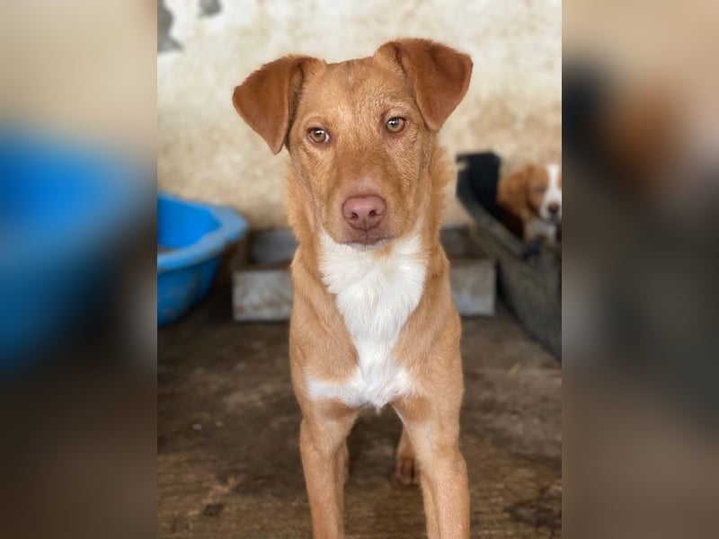 Novis, geb. ca. 09/2025, lebt in GRIECHENLAND, auf einer privaten Pflegestelle