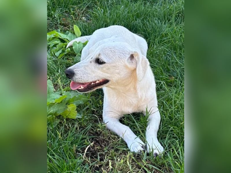 Belle ❤️ süßes, verspieltes Hundemädchen Belle ❤️ süßes, verspieltes Hundemädchen