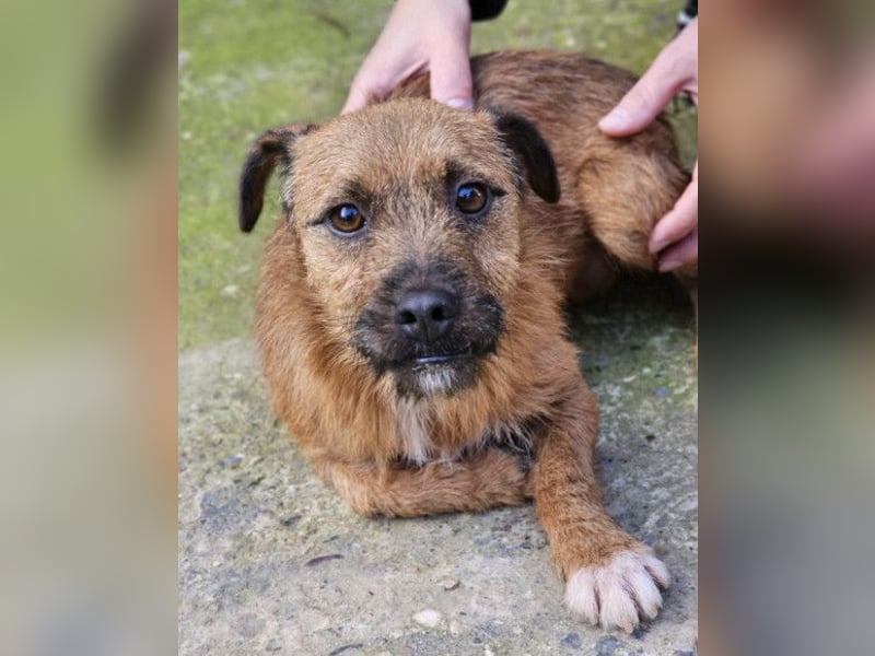 Bentley ❤️ kleiner, verspielter Lausbub!