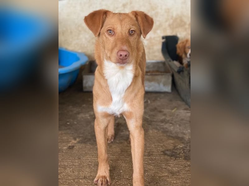 Novis, geb. ca. 09/2025, lebt in GRIECHENLAND, auf einer privaten Pflegestelle