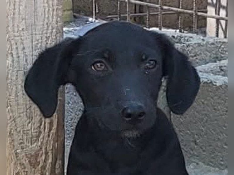 Welpenbub ♥ Spunky ♥ liebenswertes Familienmitglied auf 4 Pfoten