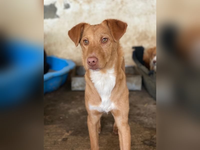 Novis, geb. ca. 09/2025, lebt in GRIECHENLAND, auf einer privaten Pflegestelle