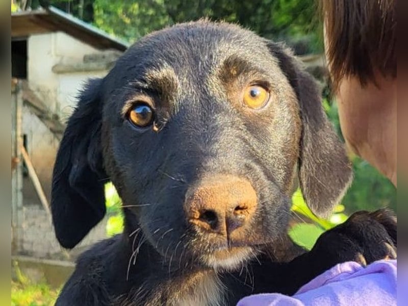 Cassia ♥️ liebe, sensible Fellnase sucht Sicherheit