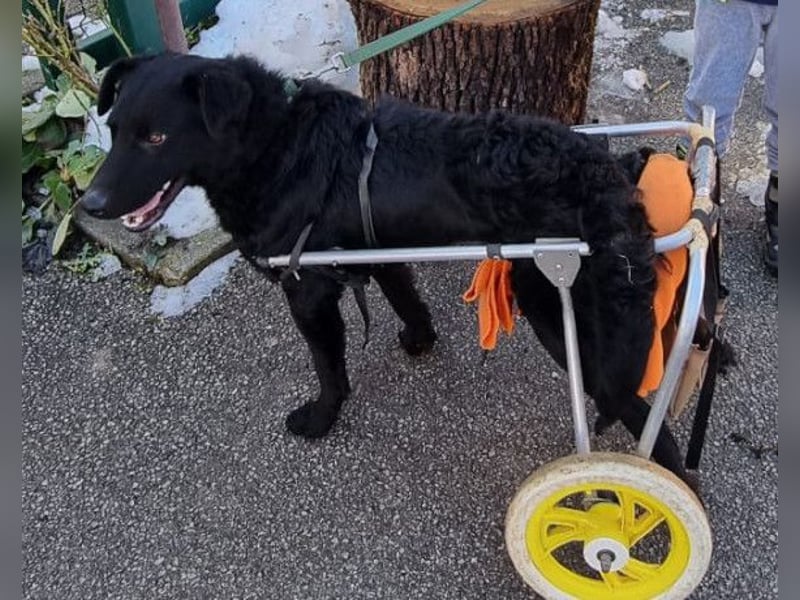 Floyd ❤️ liebenswerter, tapferer Kämpfer Floyd ❤️ liebenswerter, tapferer Kämpfer