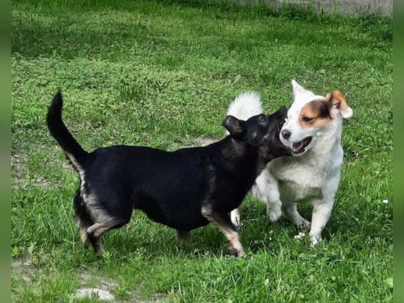 Flecki & Yumi ❤️ warten in 19336 Groß Lüben Flecki & Yumi ❤️ warten in 19336 Groß Lüben