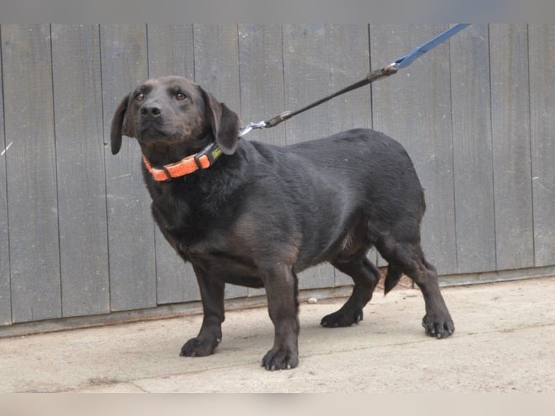 Freundlicher ♥ Grom ♥  kleiner, sozialer, lebensfroher Rüde