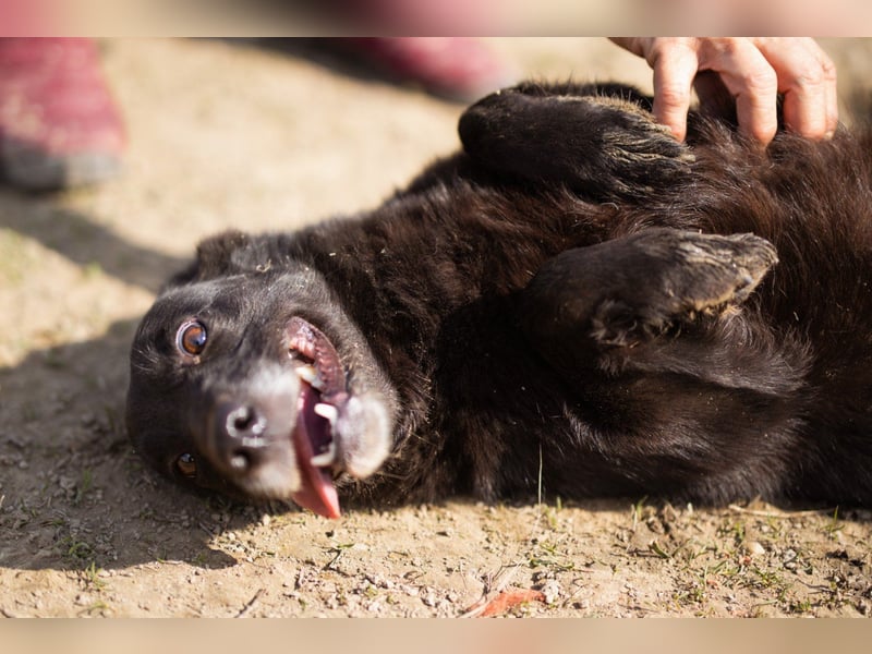 Süßer ♥Pili Mili♥ kleiner Tempo-Lausbub