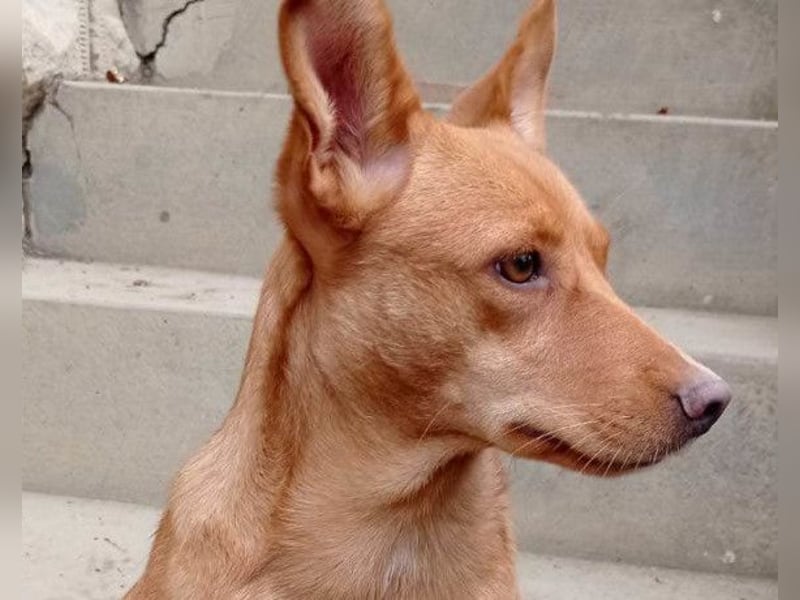 Sanfte SIMBA❤️eine liebevolle Seele - gerettet und bereit fürs Glück!