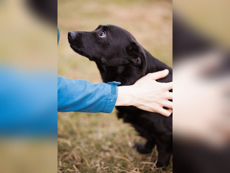 Jungrüde Romy sucht sein Lebensglück