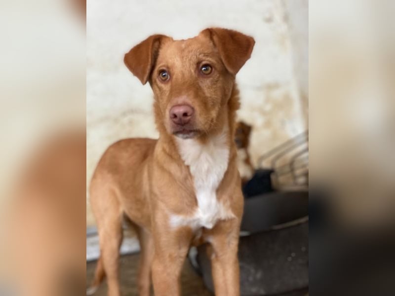 Novis, geb. ca. 09/2025, lebt in GRIECHENLAND, auf einer privaten Pflegestelle