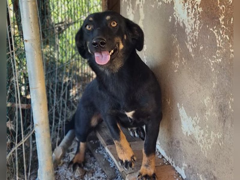 YARINA❤️zarte, entzückende kleine Hundedame: Lieb. Klug. Lernwillig.