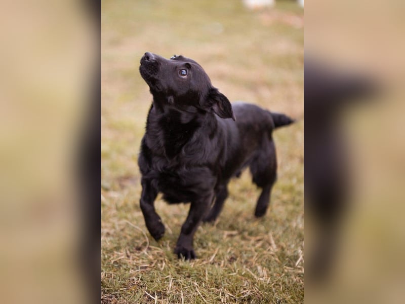 Jungrüde Romy sucht sein Lebensglück