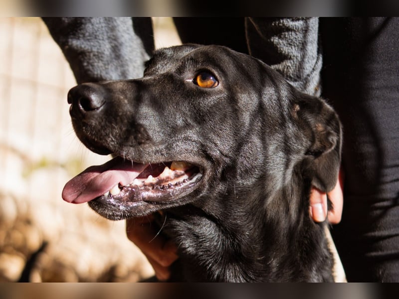 Kajo ❤️ super lieber Bub sucht Zuhause Kajo ❤️ super lieber Bub sucht Zuhause