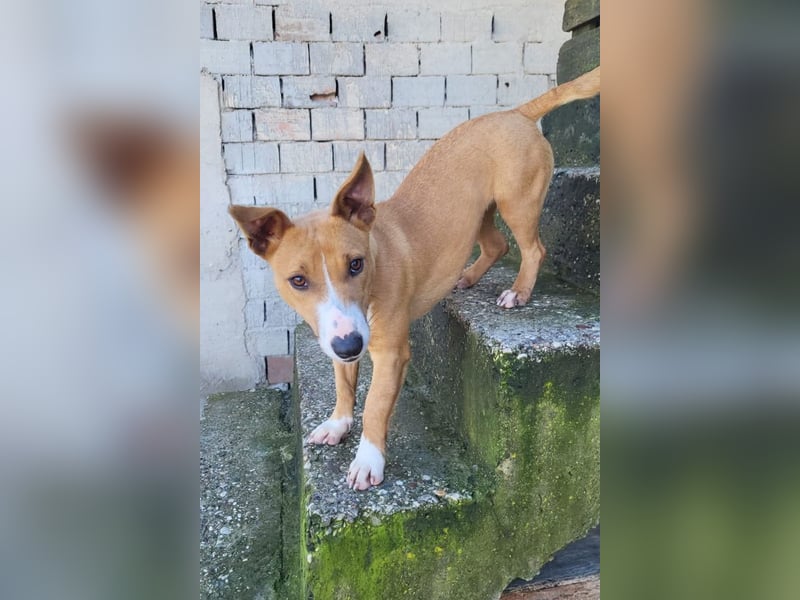 Aurelia ❤️ aufgeweckte, so fröhliche Maus