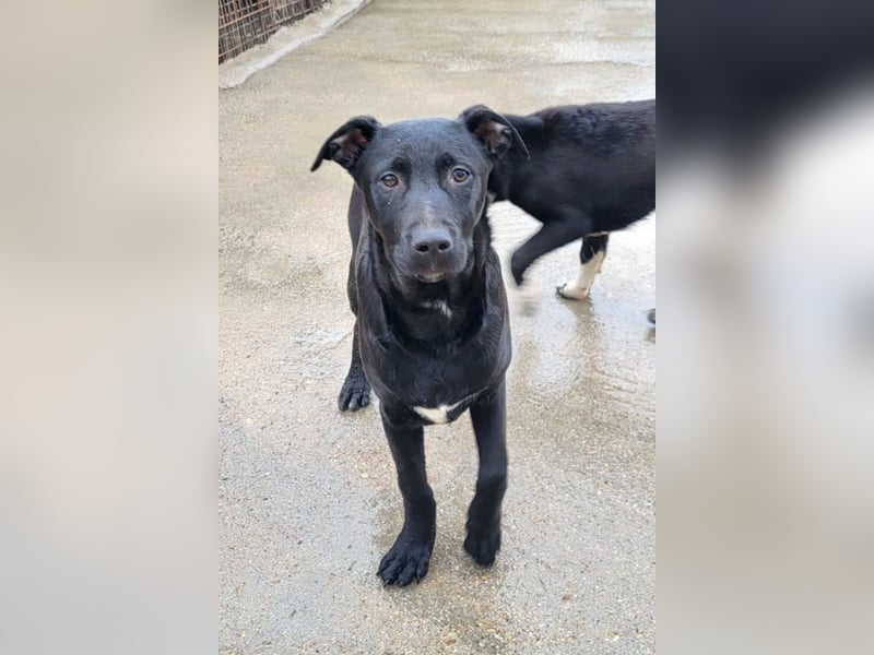 Monty - neugieriger, so lieber kleinerbleibender Hundebub