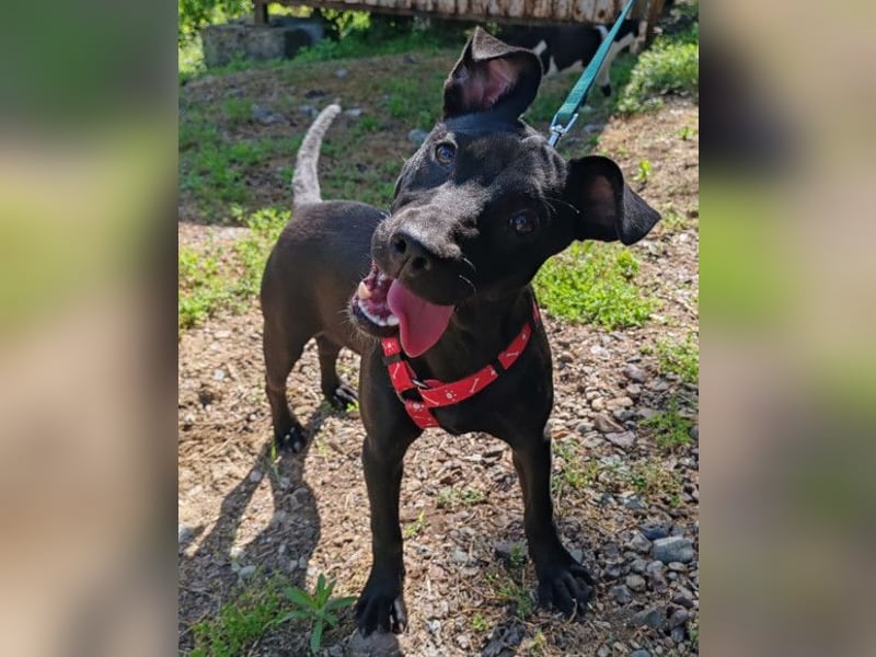 Kleine ♥ Kascha ♥ lieb und auch katzenverträglich